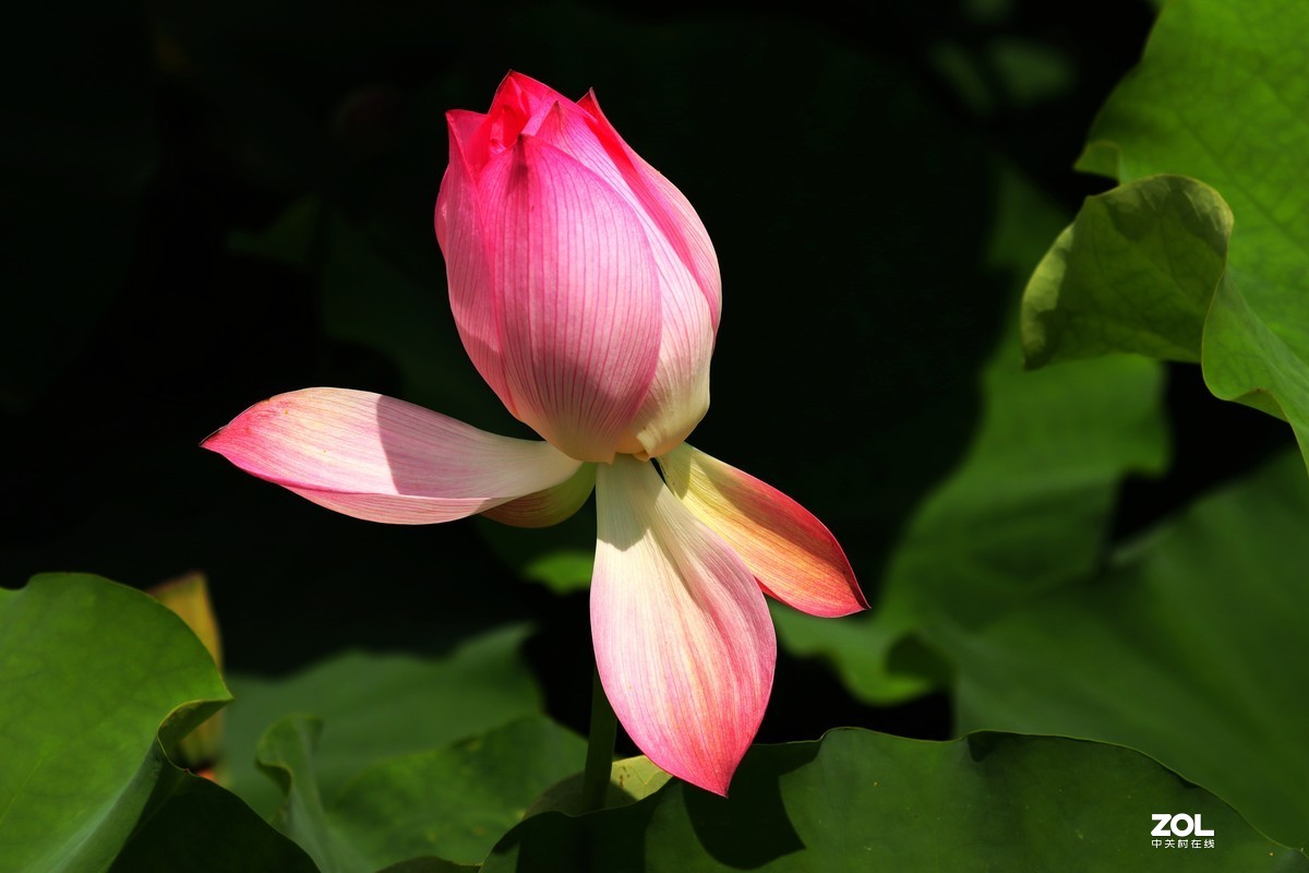 好花红乡   荷花秀