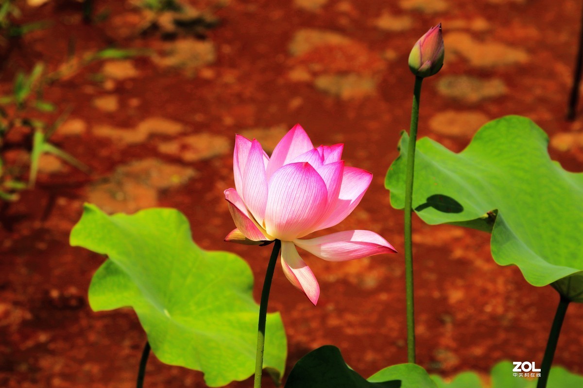 好花红乡   荷花秀
