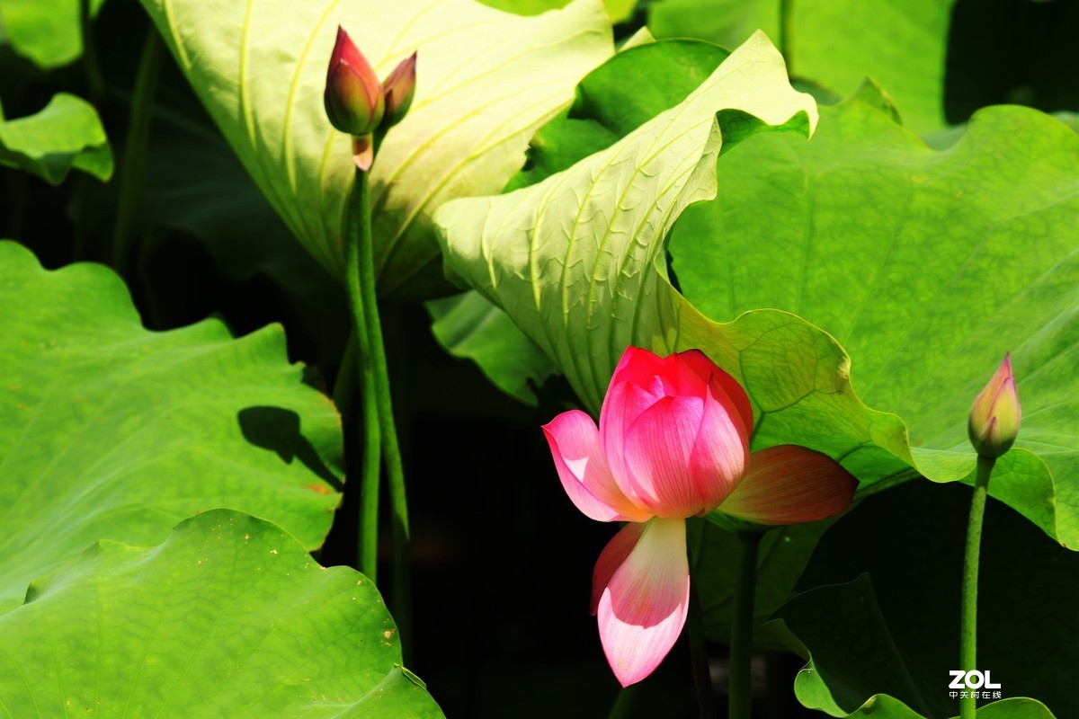 好花红乡   荷花秀