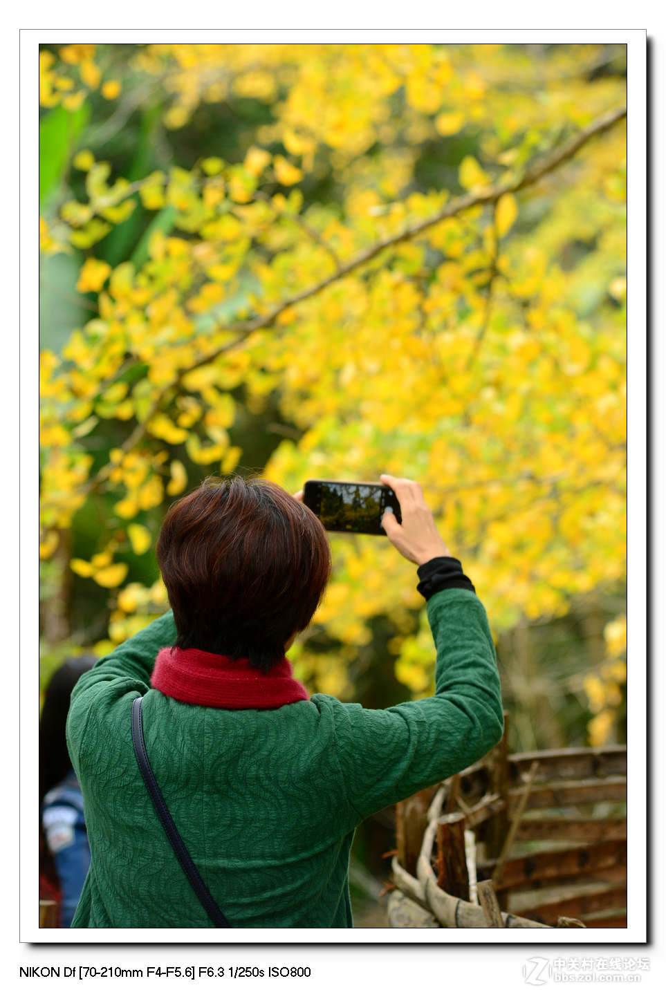 【最美金秋---南雄坪田银杏之乡摄影采风团】----(下）。