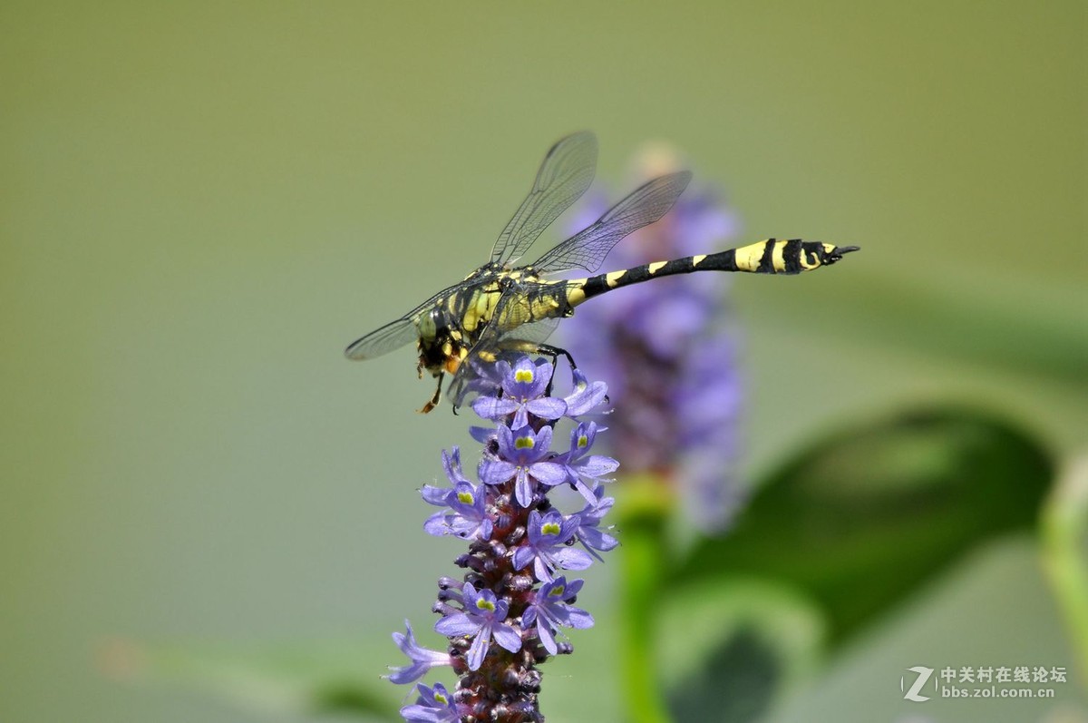 蜻蜓霸王叶春蜓