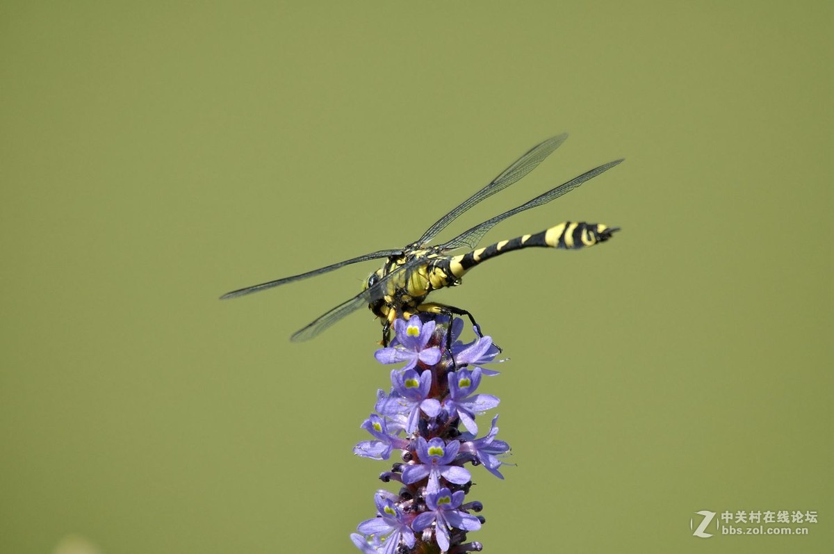 蜻蜓霸王叶春蜓