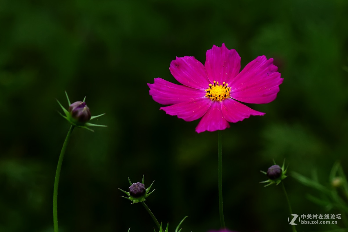 格桑花2