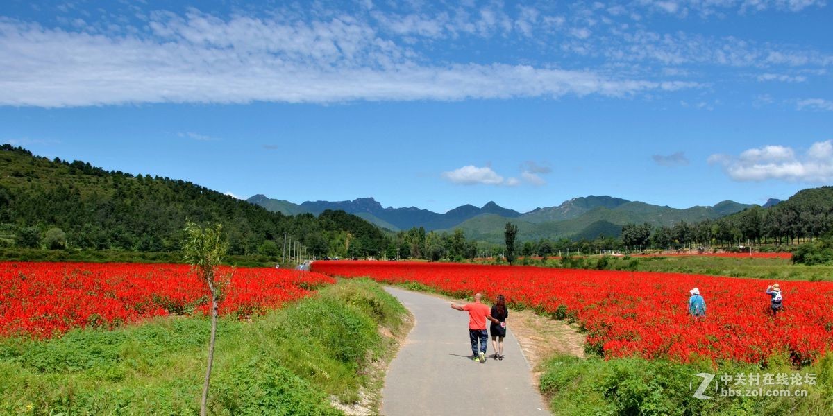 花的海洋——游走“四季花海”拍