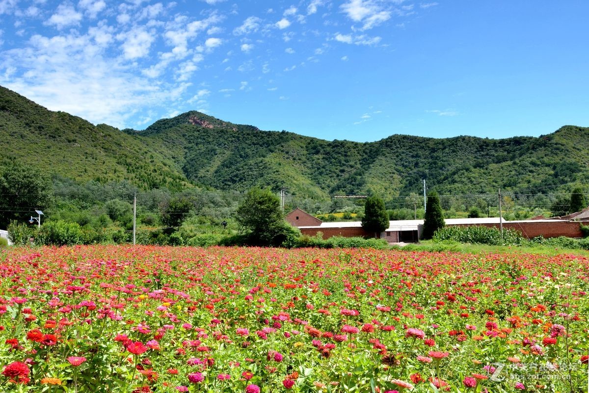 花的海洋——游走“四季花海”拍