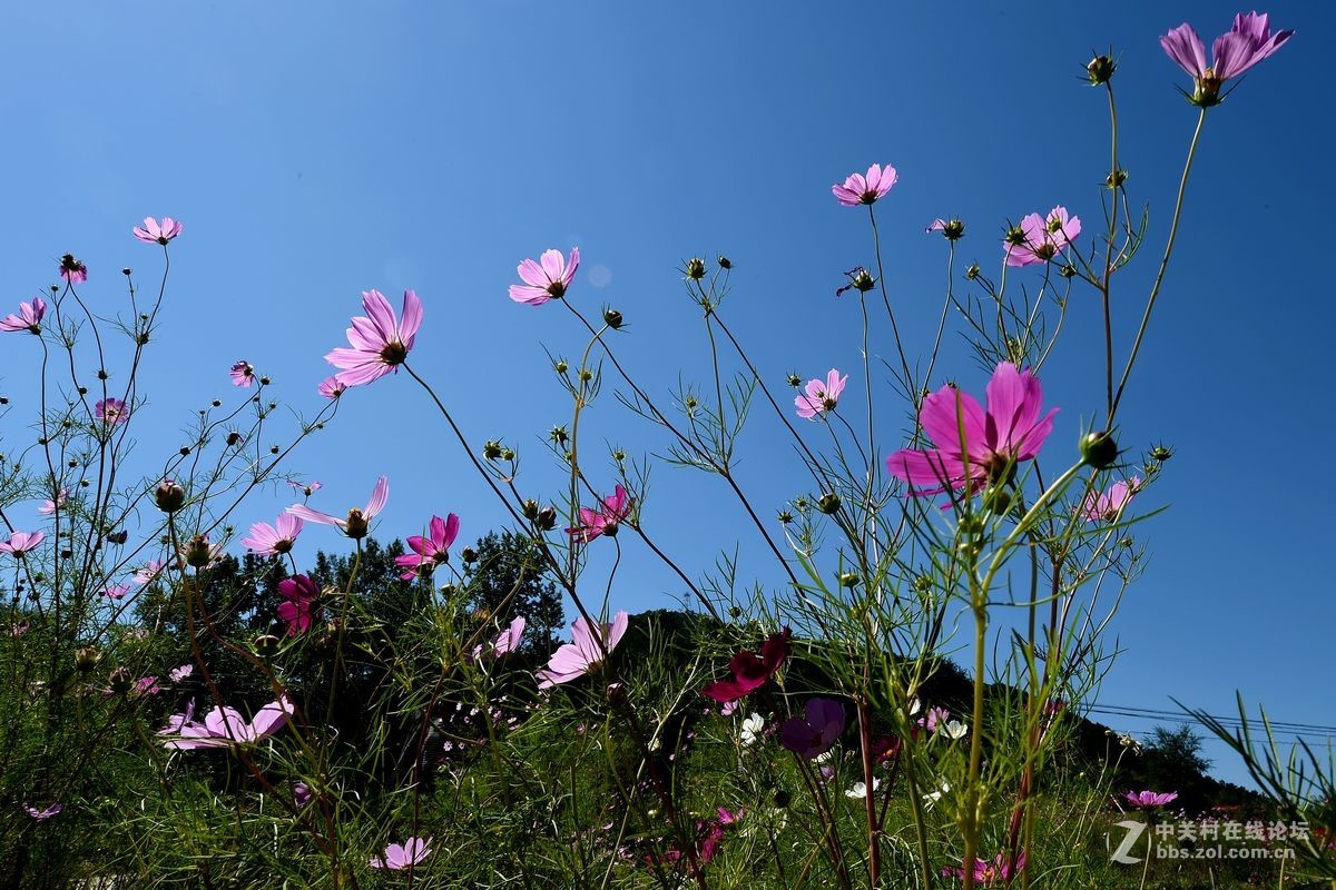 花的海洋——游走“四季花海”拍