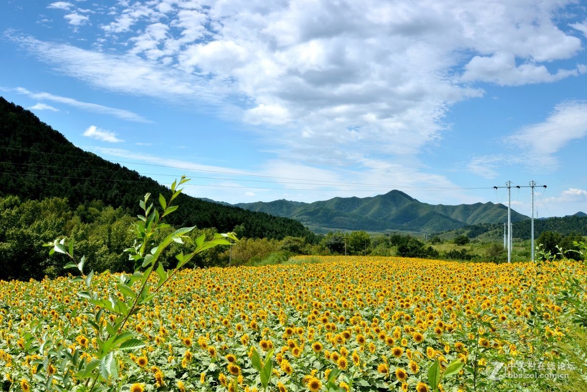 花的海洋——游走“四季花海”拍
