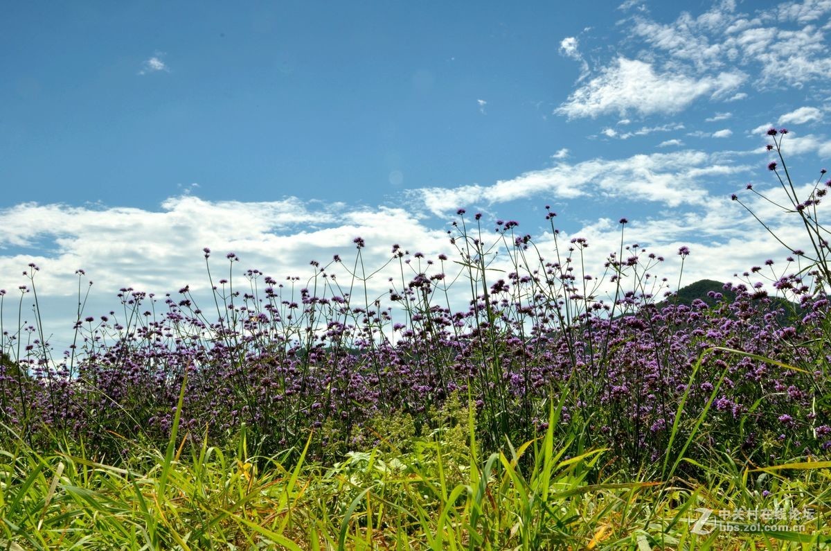 花的海洋——游走“四季花海”拍