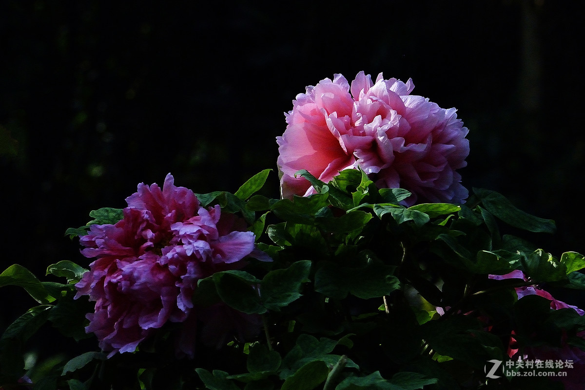 王中王-花之王镜之王试镜片