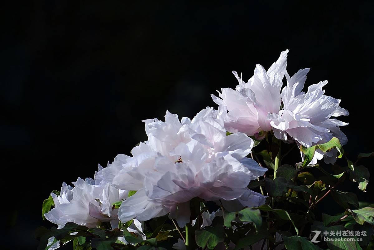 王中王-花之王镜之王试镜片