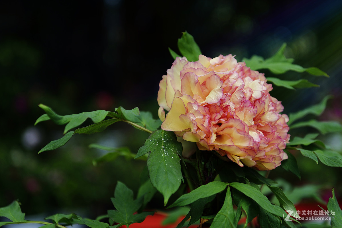 王中王-花之王镜之王试镜片