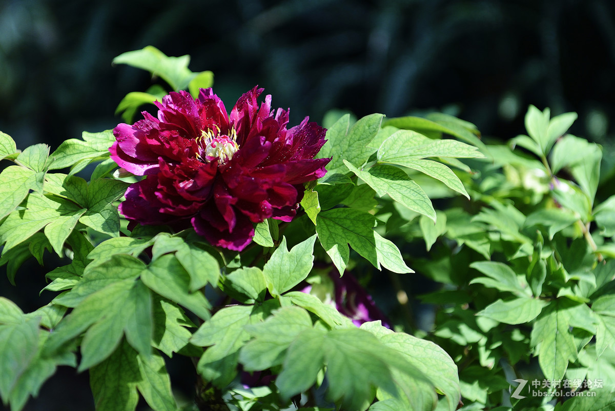 王中王-花之王镜之王试镜片