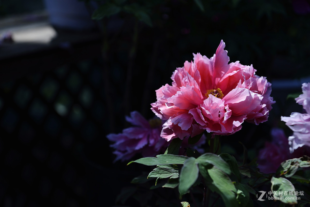 王中王-花之王镜之王试镜片