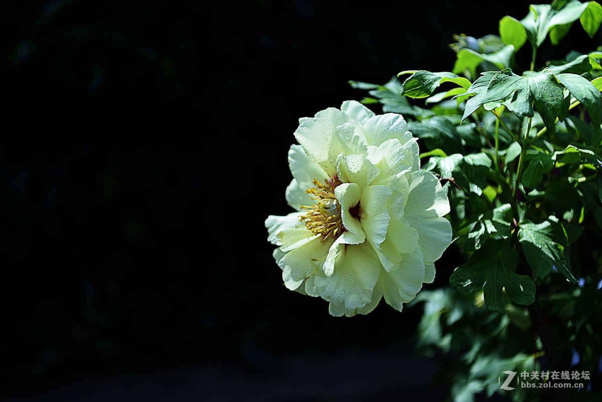 王中王-花之王镜之王试镜片