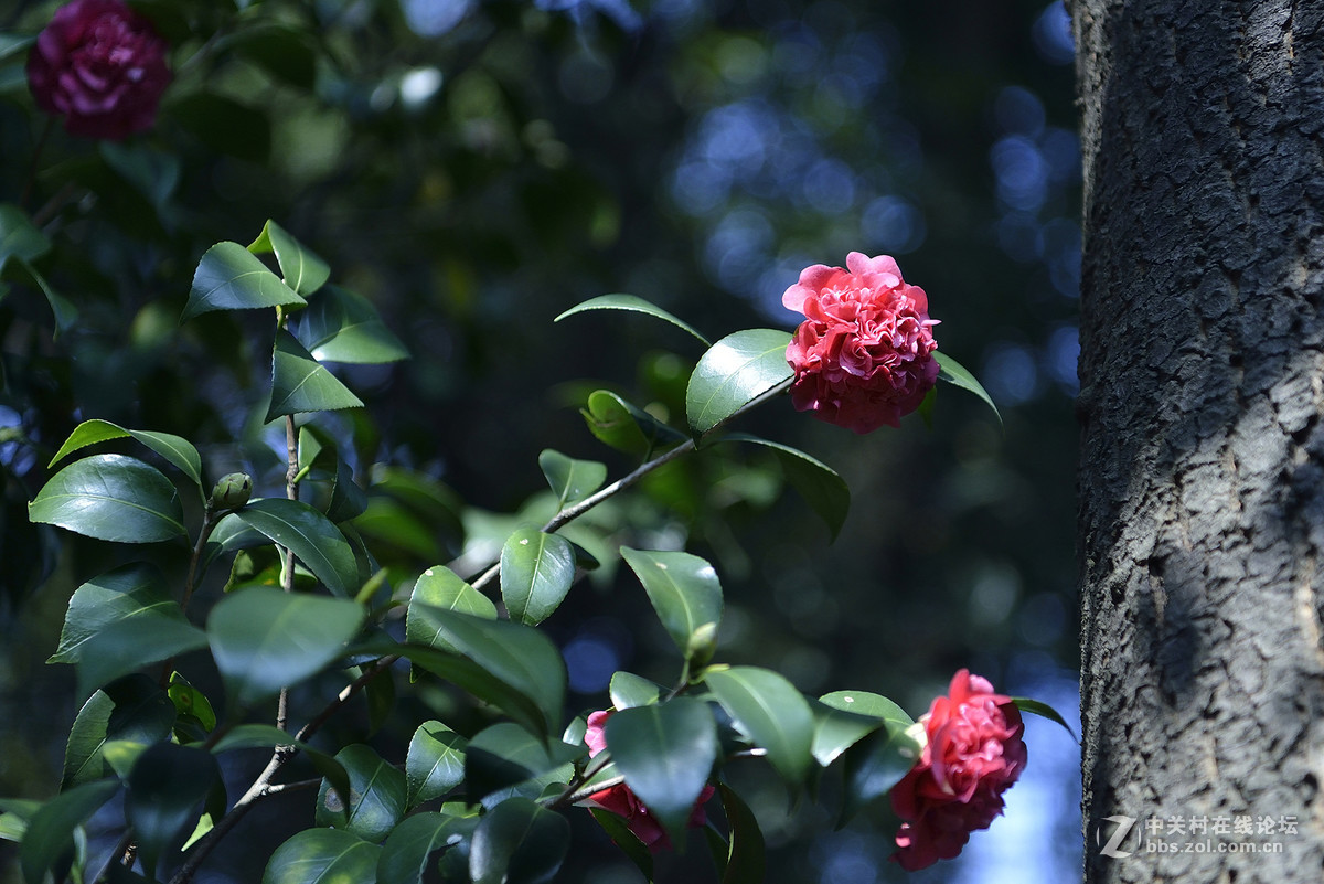 王中王-花之王镜之王试镜片