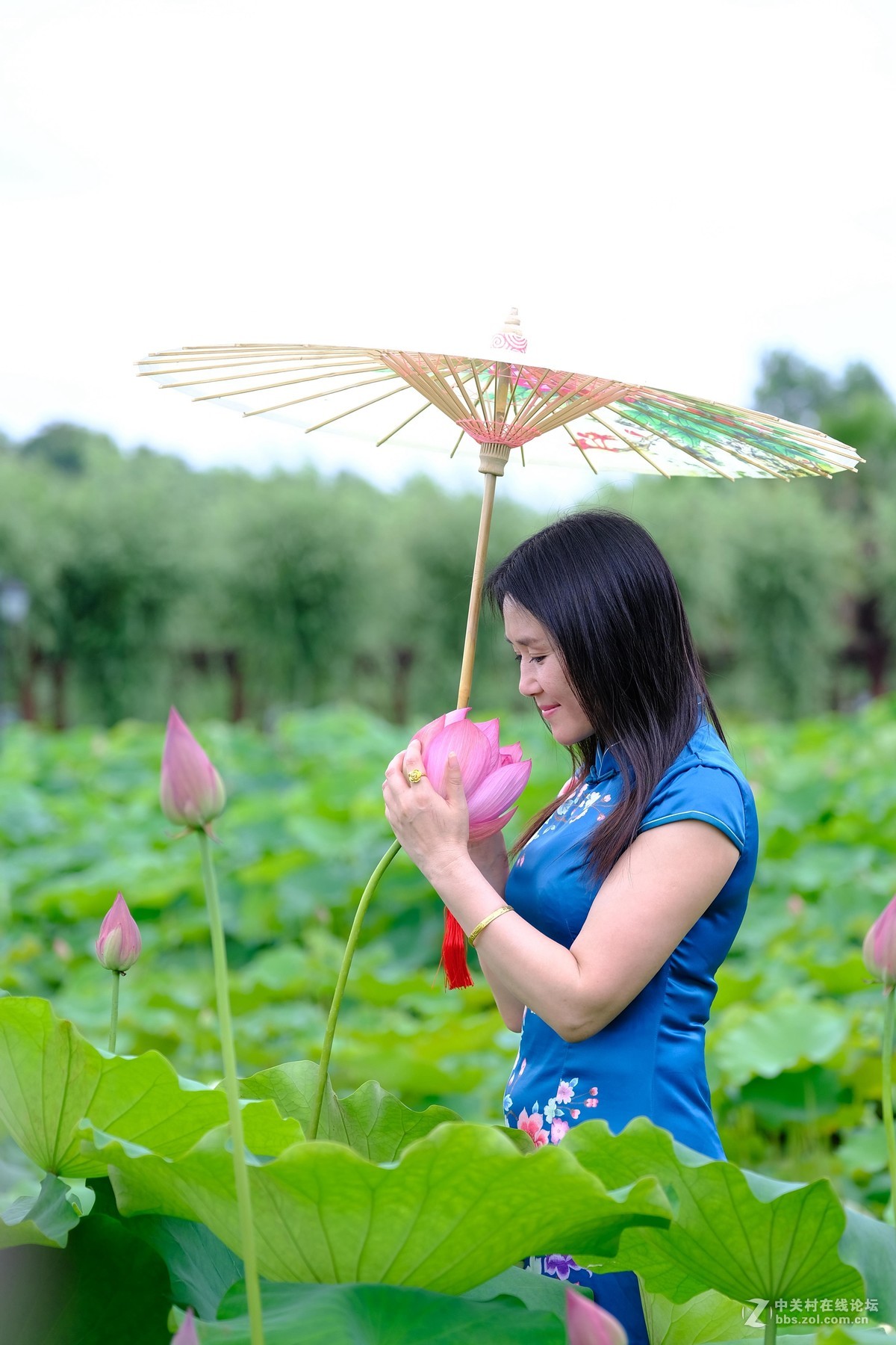 荷花旗袍人像攝影2017年6月10日