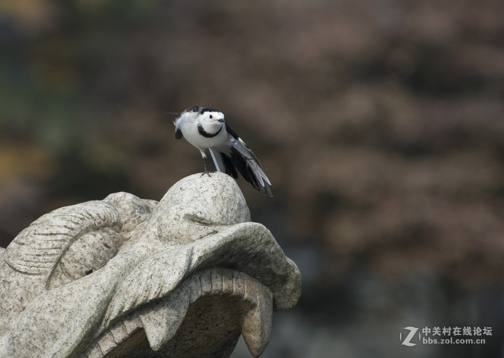 用70-300mm打鸟玩玩
