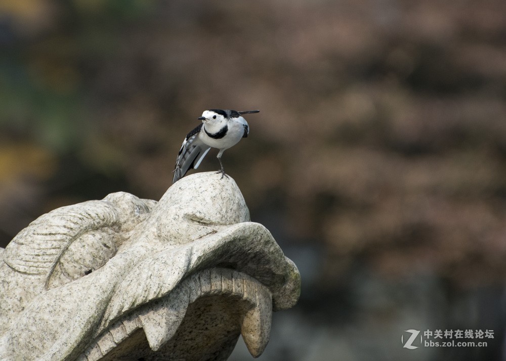 用70-300mm打鸟玩玩