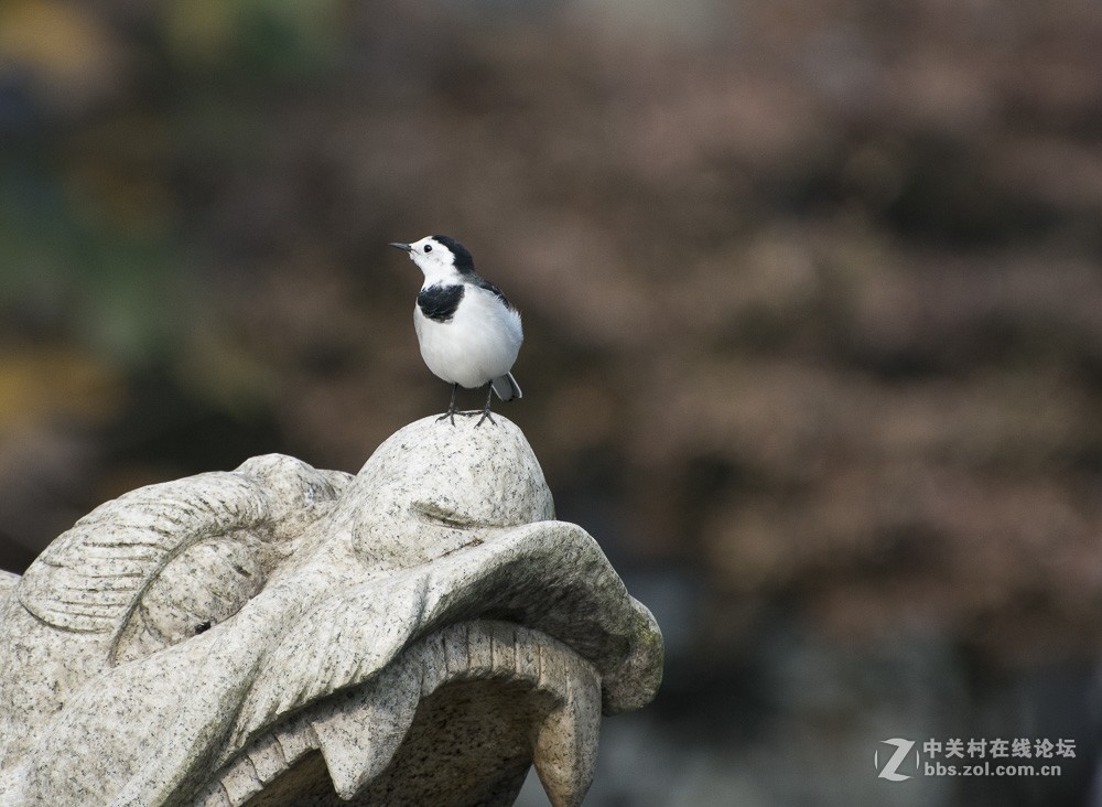 用70-300mm打鸟玩玩