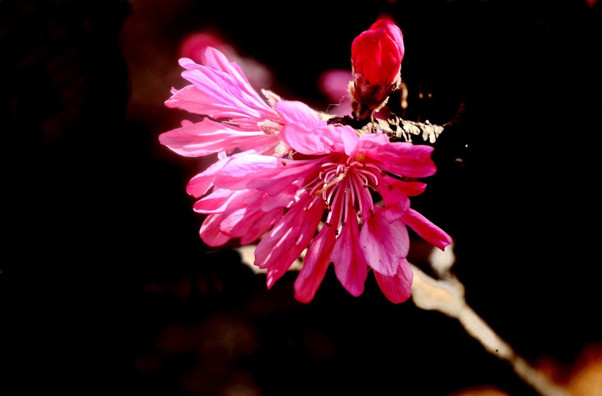 菊花桃和双色桃花