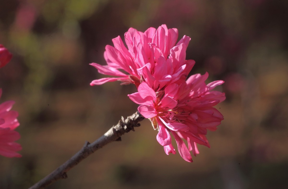 菊花桃和双色桃花