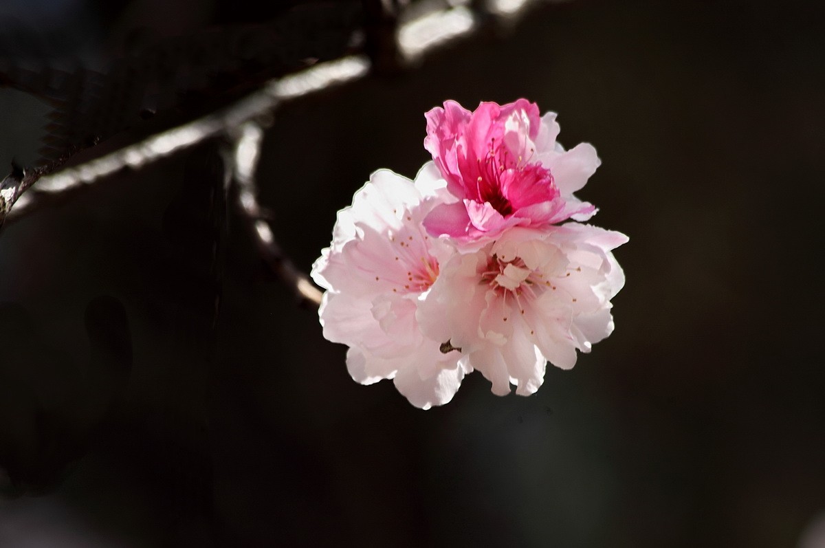 菊花桃和双色桃花