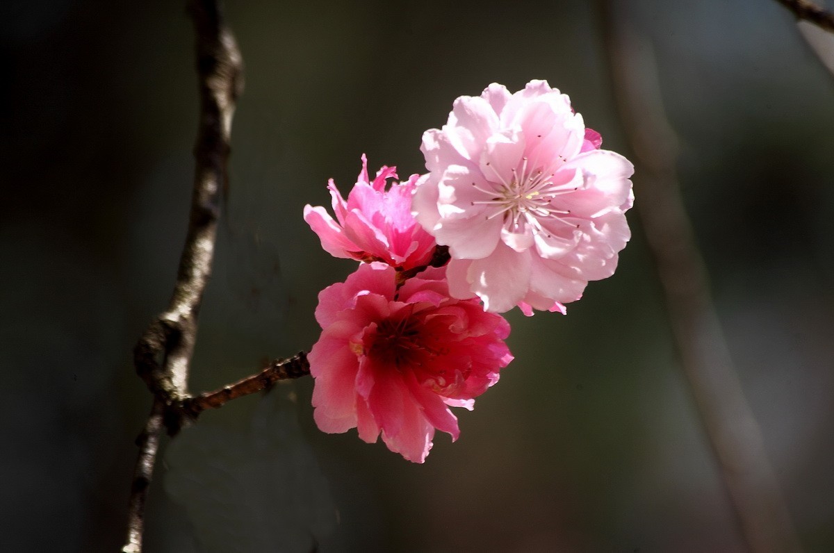 菊花桃和双色桃花
