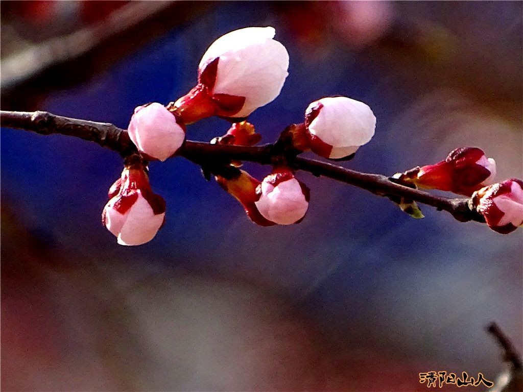 宝清县风景梅花3清阳山人