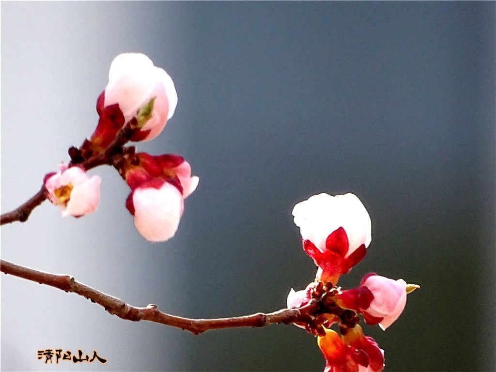宝清县风景梅花3清阳山人