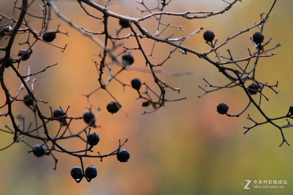 秋尽冬雨霜叶稀