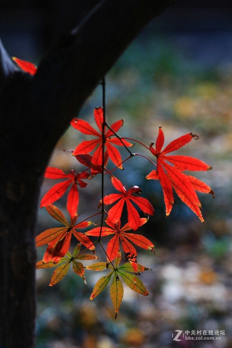 秋尽冬雨霜叶稀