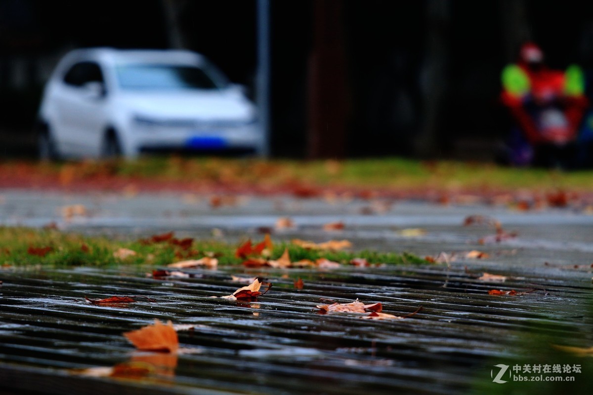 秋尽冬雨霜叶稀