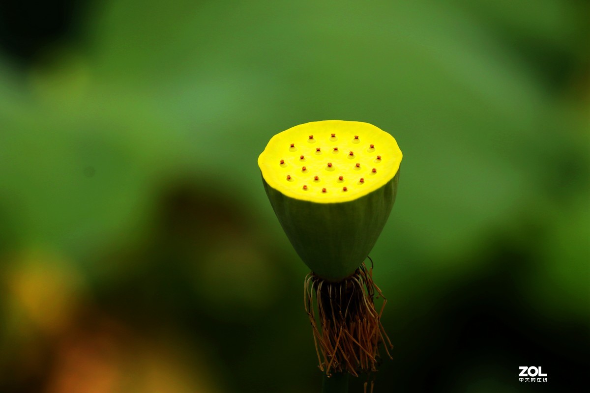 好花红乡   荷花秀