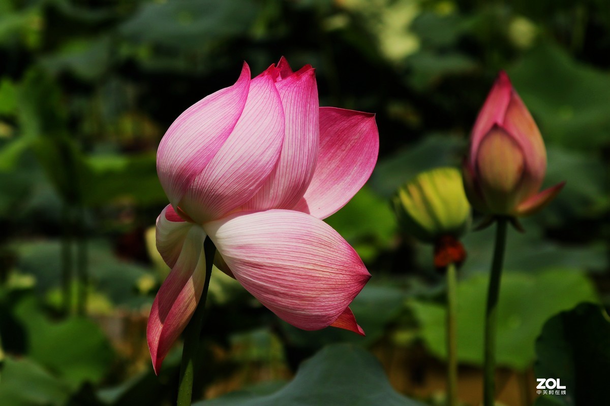 好花红乡   荷花秀