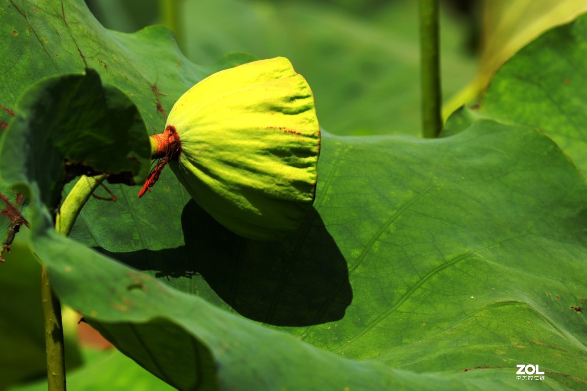 好花红乡   荷花秀