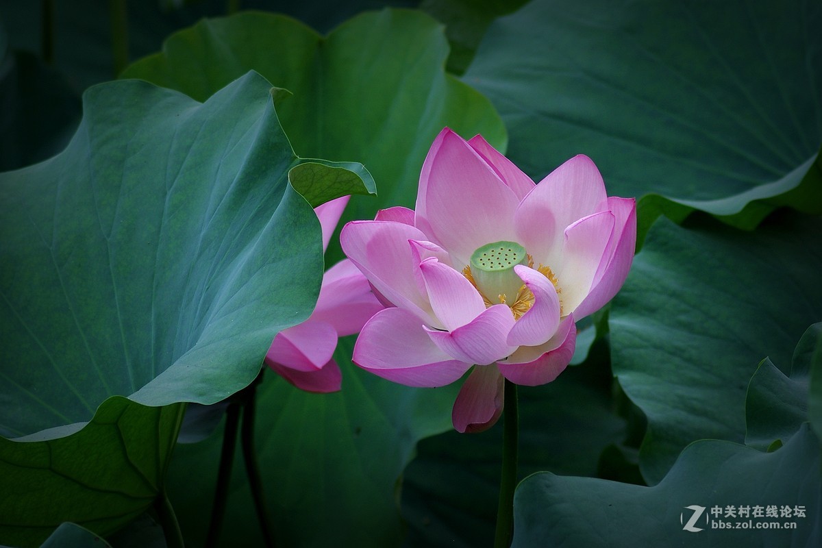 秋荷  莲