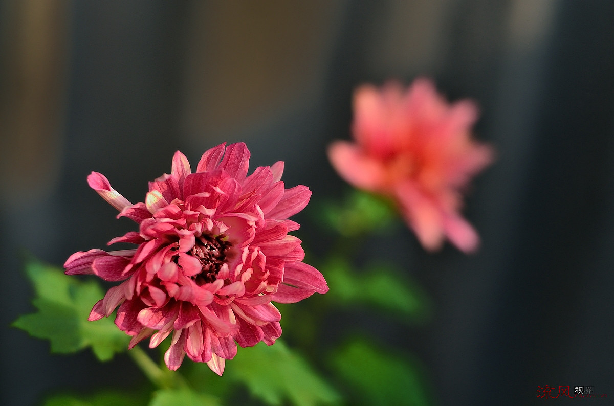 #ZOL月赛-记录最后的2015# 最后怒放