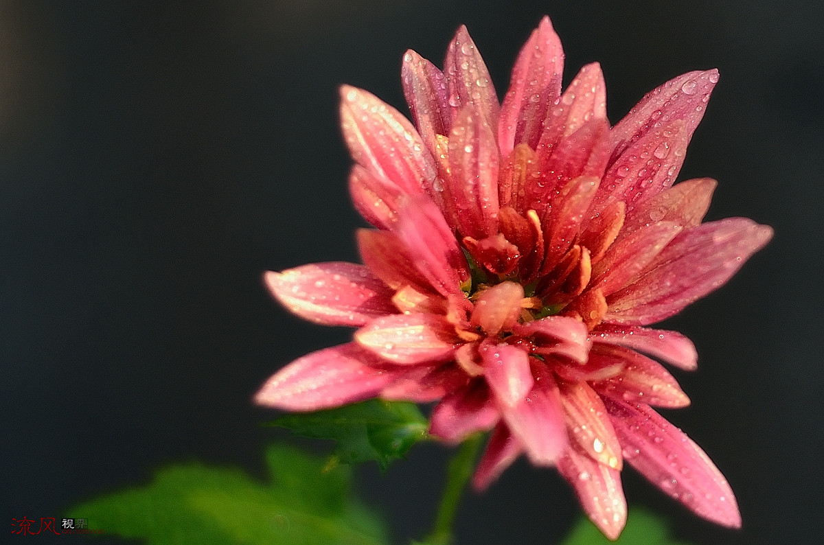 #ZOL月赛-记录最后的2015# 最后怒放