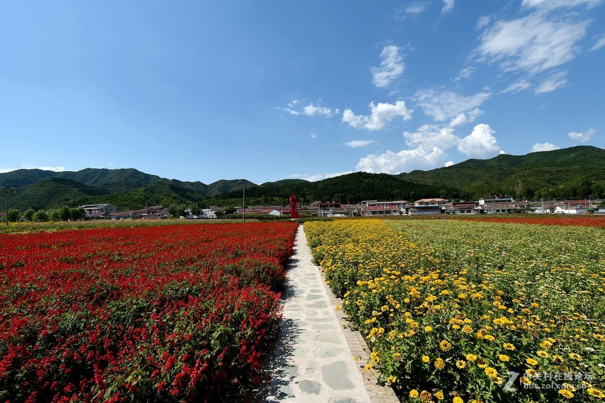 花的海洋——游走“四季花海”拍