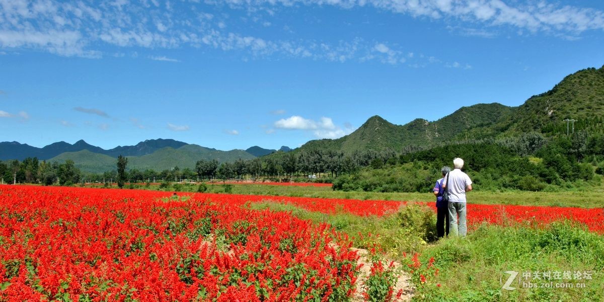 花的海洋——游走“四季花海”拍