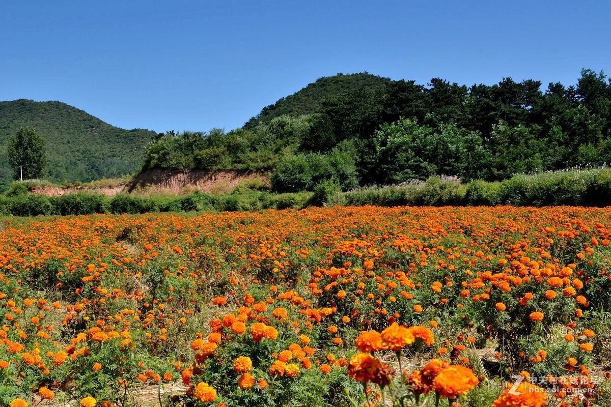 花的海洋——游走“四季花海”拍