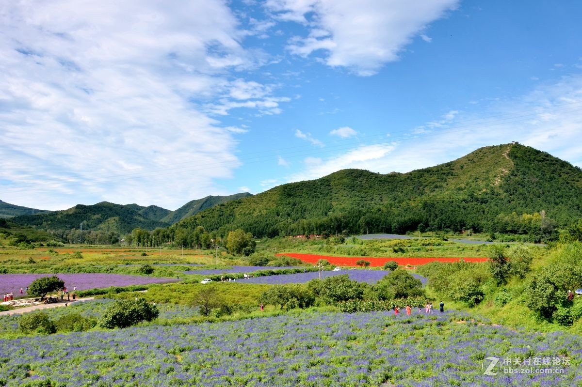 花的海洋——游走“四季花海”拍