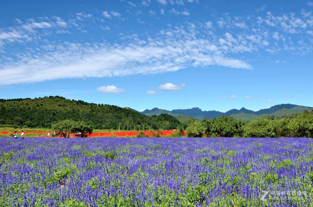 花的海洋——游走“四季花海”拍