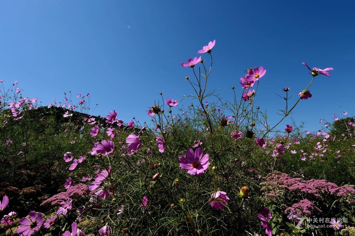 花的海洋——游走“四季花海”拍