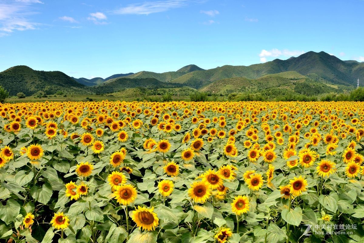 花的海洋——游走“四季花海”拍