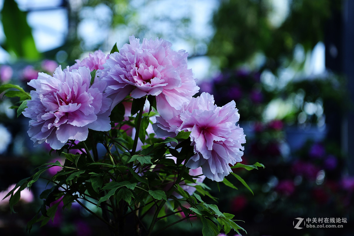 王中王-花之王镜之王试镜片