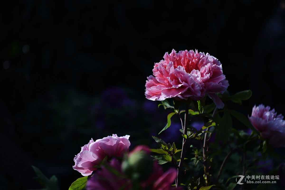 王中王-花之王镜之王试镜片