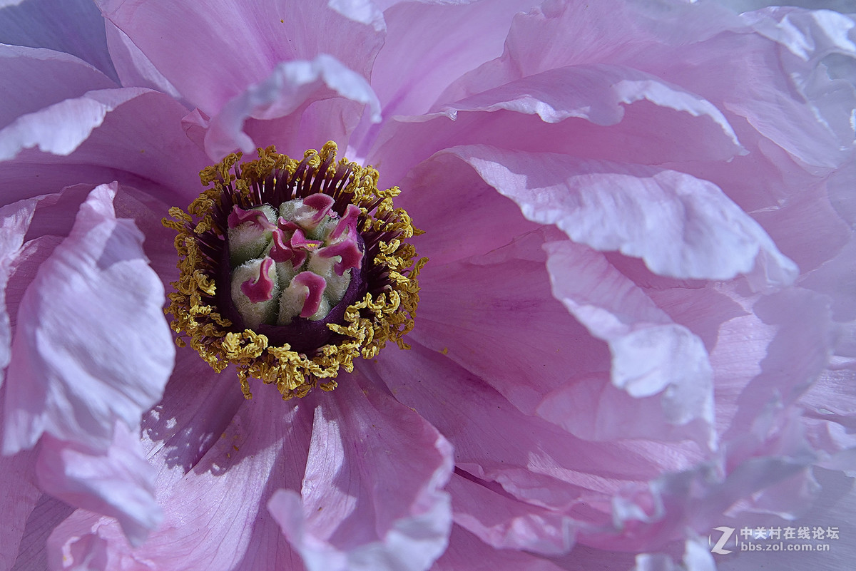 王中王-花之王镜之王试镜片