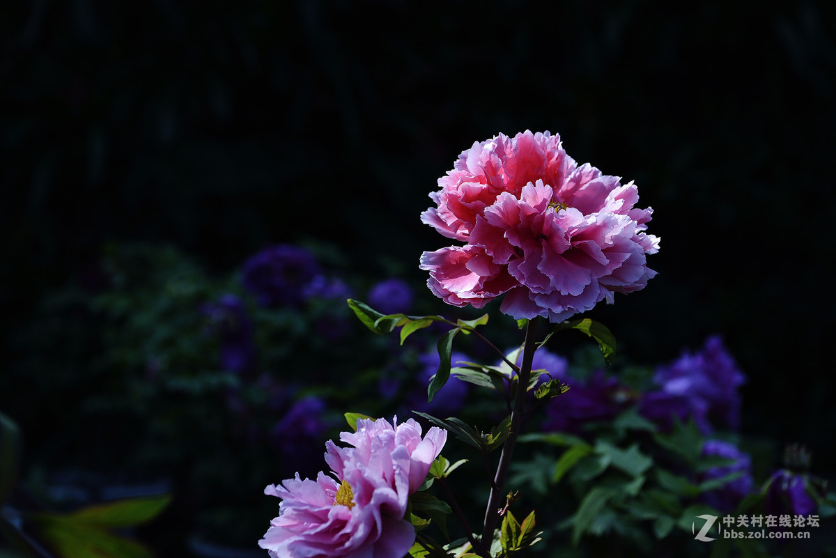 王中王-花之王镜之王试镜片