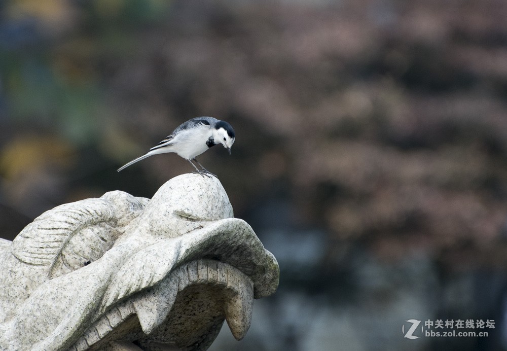 用70-300mm打鸟玩玩